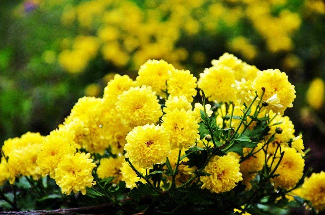 Hình ảnh cúc hoa vàng